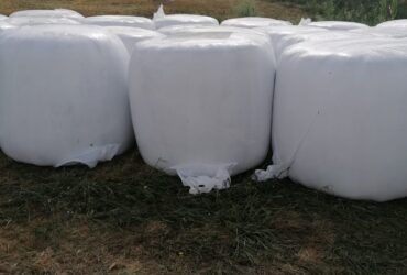 Fenosilagem biológica