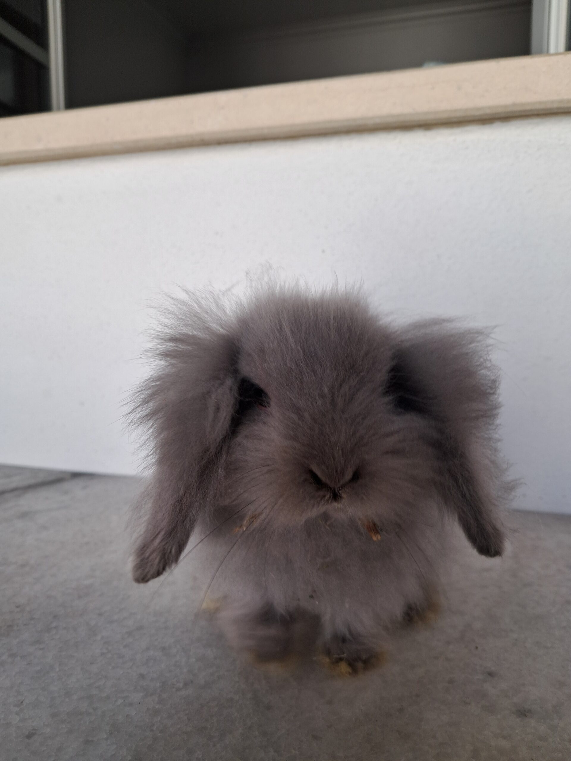 Private: Coelho Teddy Lop