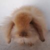 Coelho Teddy Lop