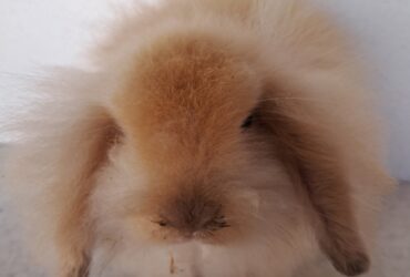 Private: Coelho Teddy Lop