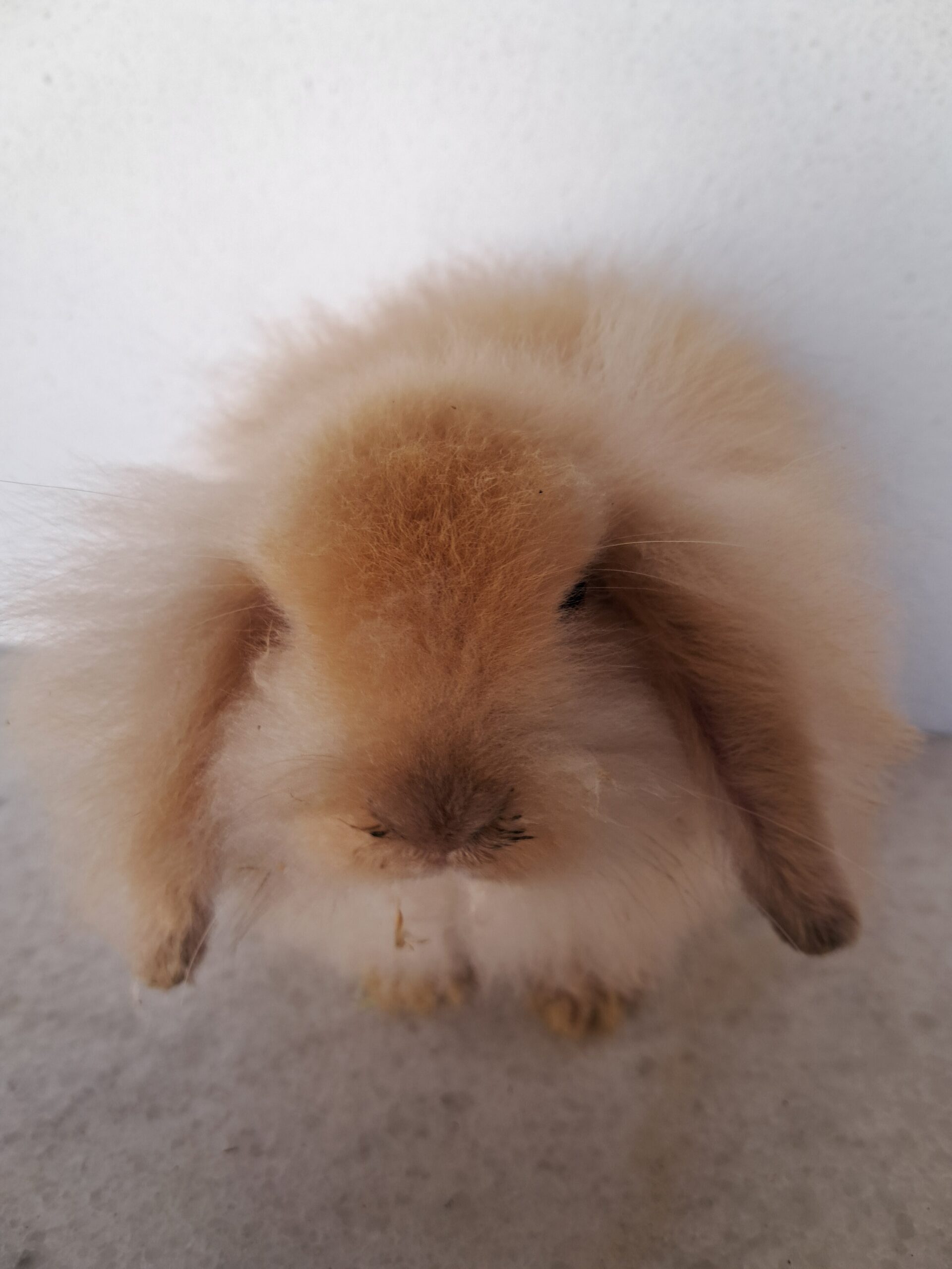 Private: Coelho Teddy Lop