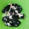 Cachorrinhos Beagles