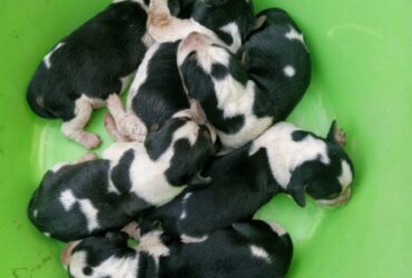 Cachorrinhos Beagles