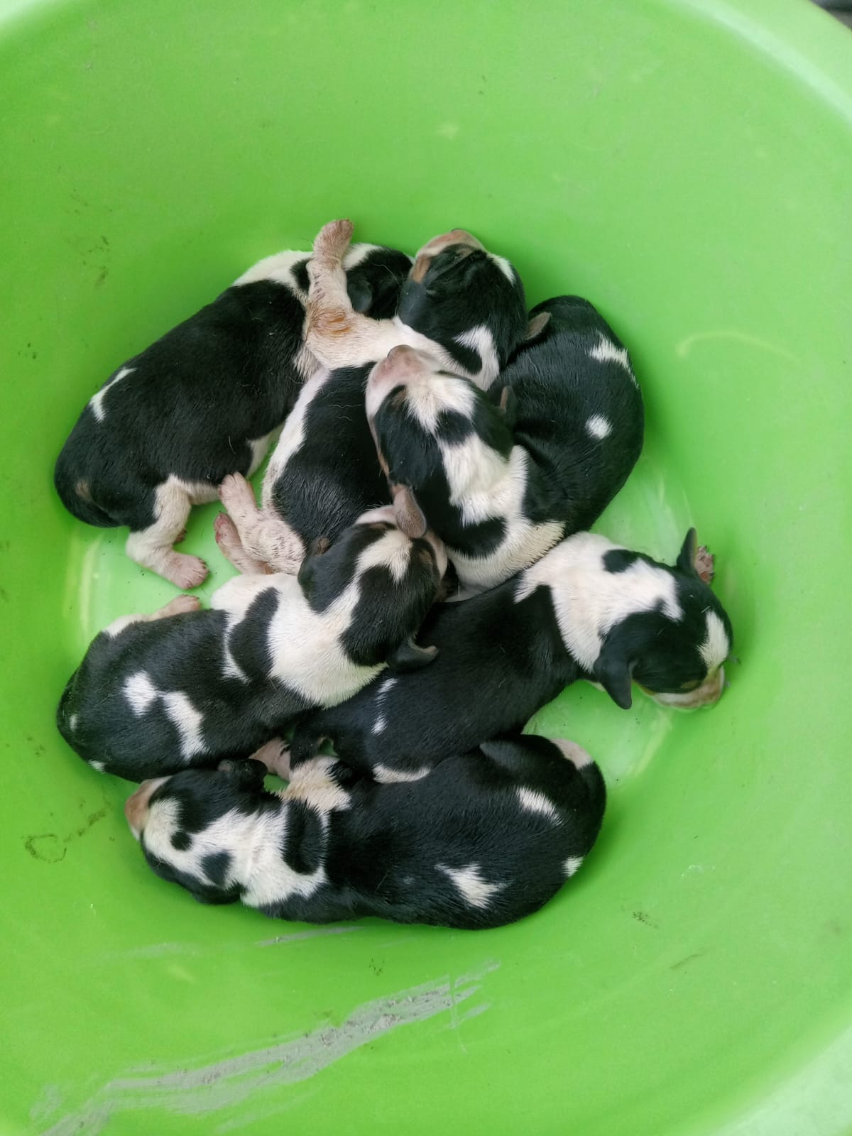 Cachorrinhos Beagles