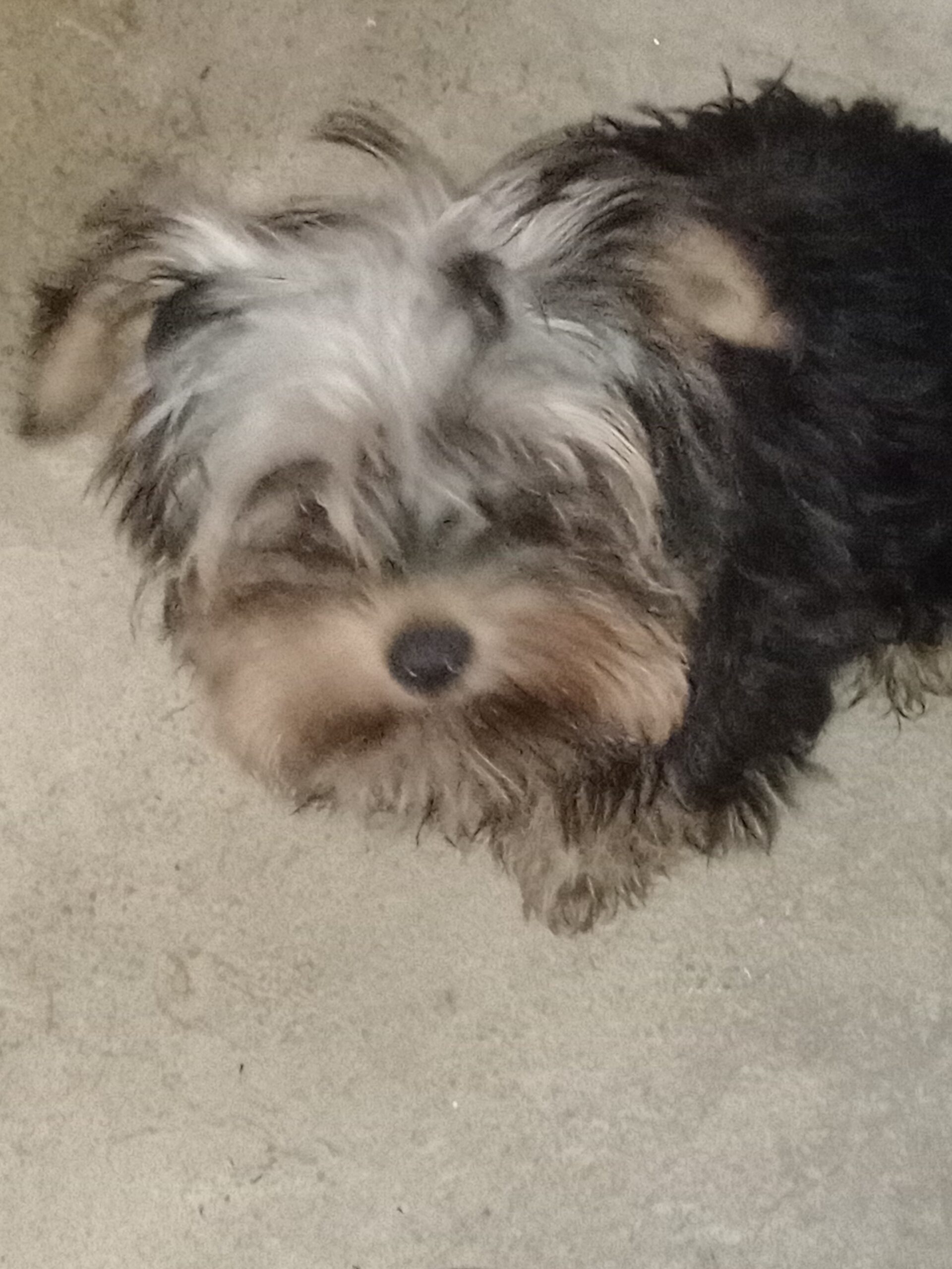 Cachorro Yorkshire