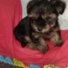 Cachorro Yorkshire