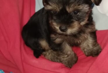 Cachorro Yorkshire