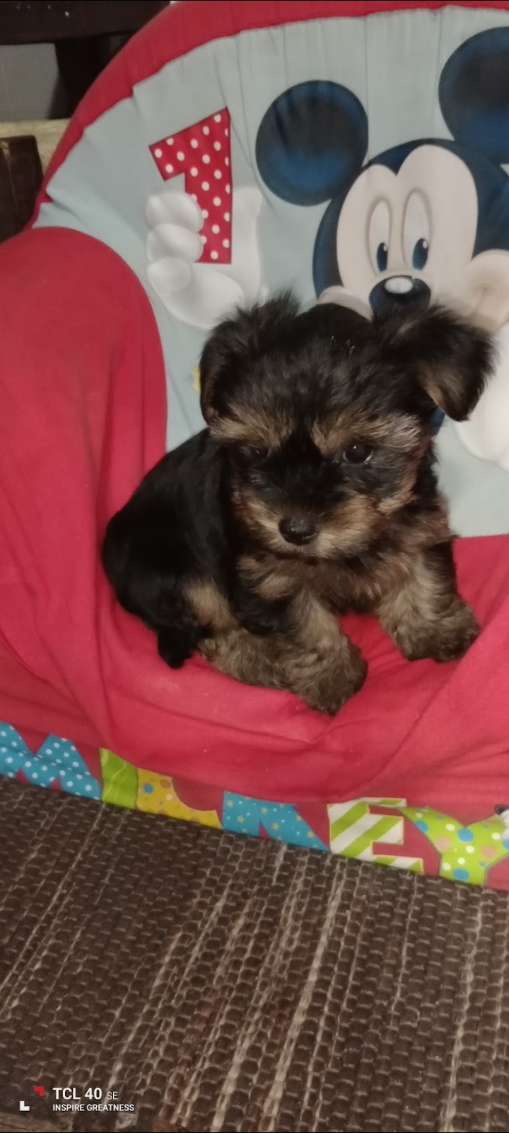 Cachorro Yorkshire