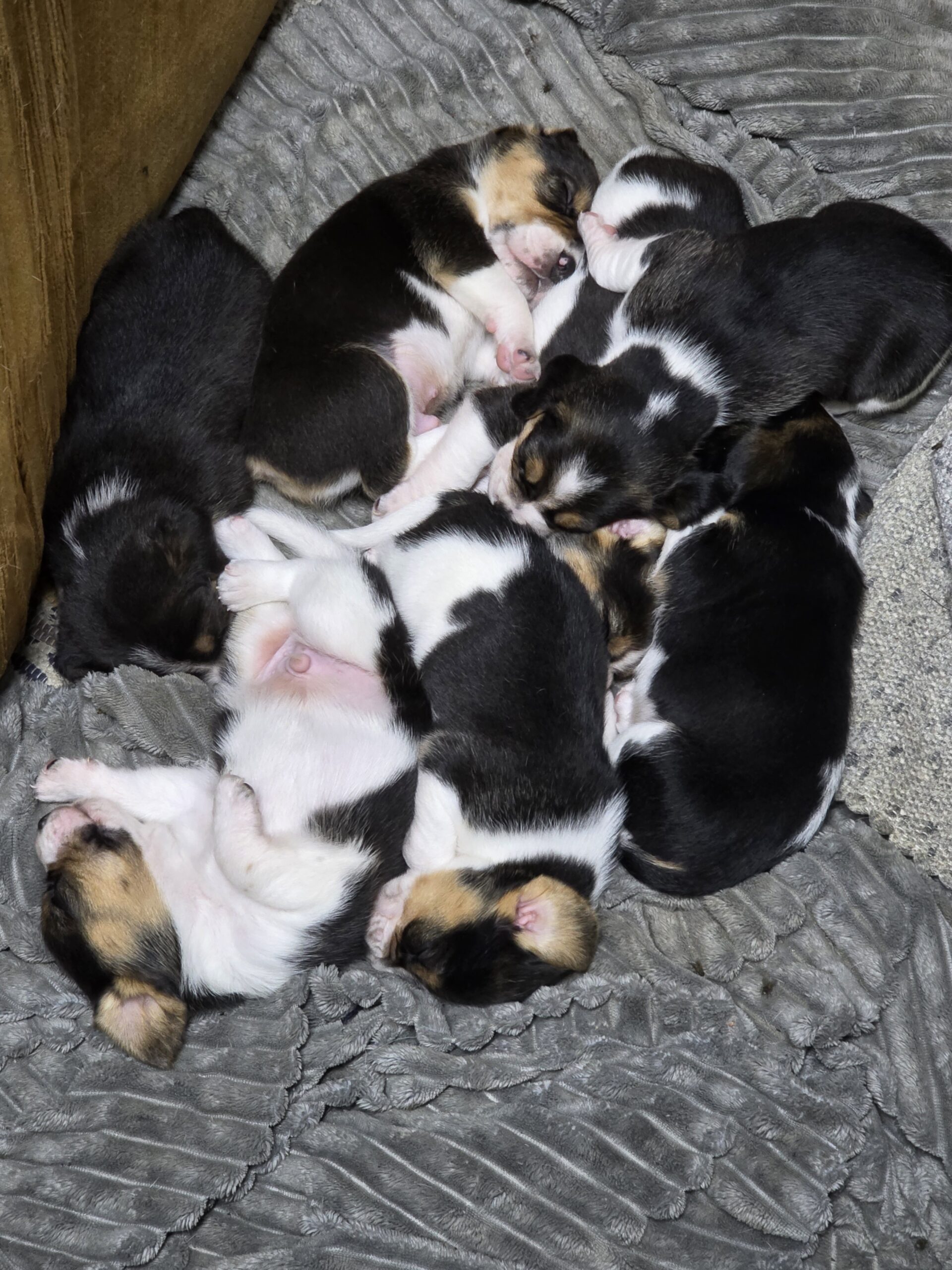 Vendo Beagles