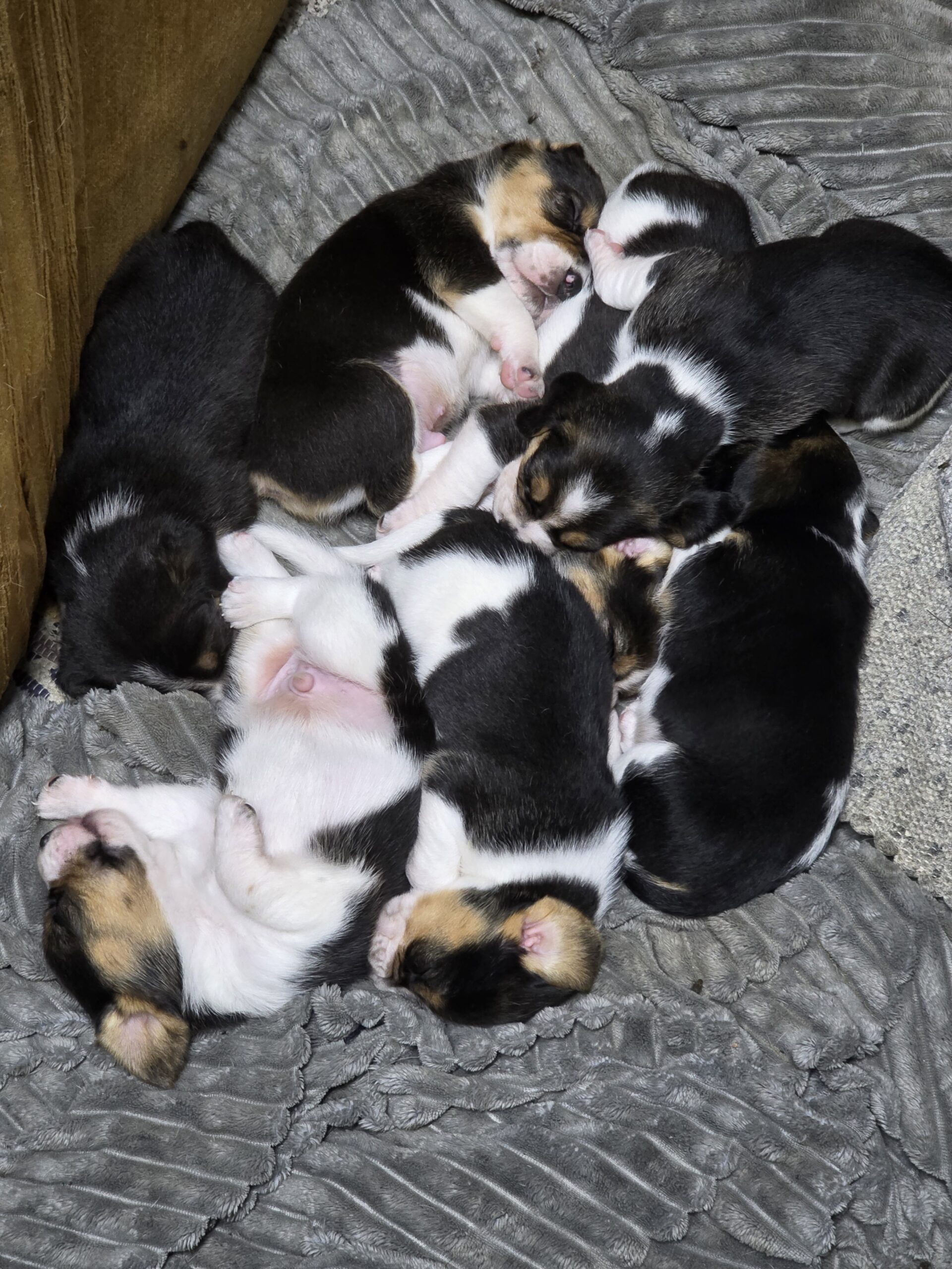 Vendo Beagles
