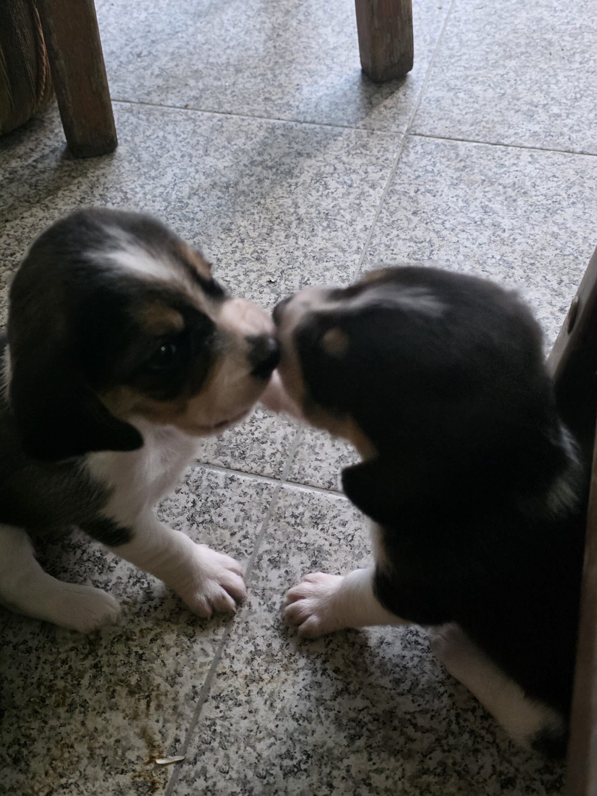 Vendo Beagles