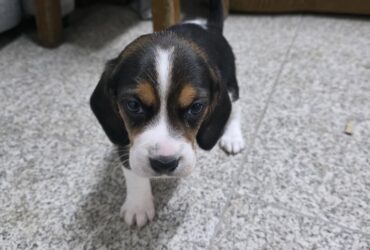 Vendo Beagles