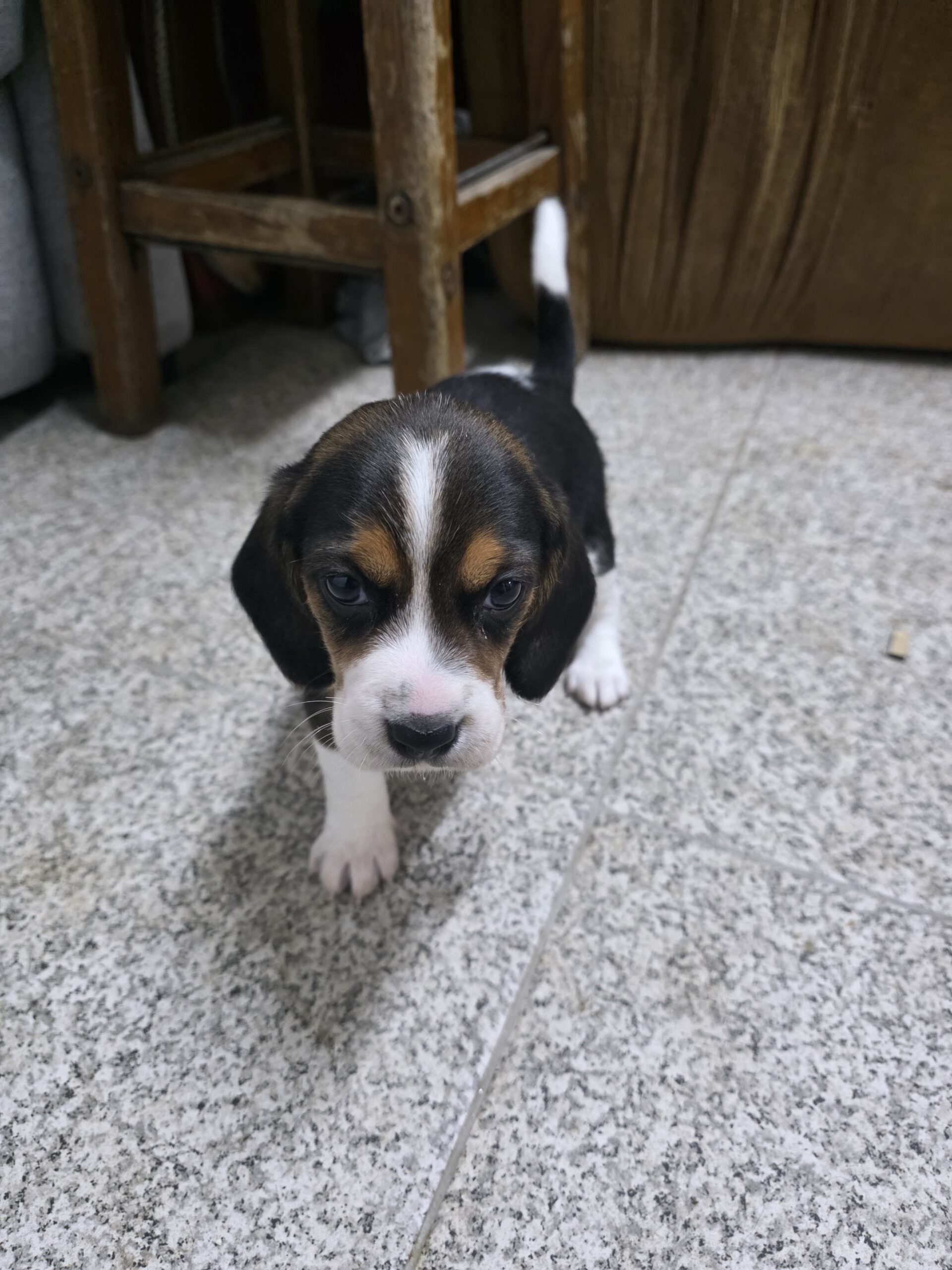 Vendo Beagles