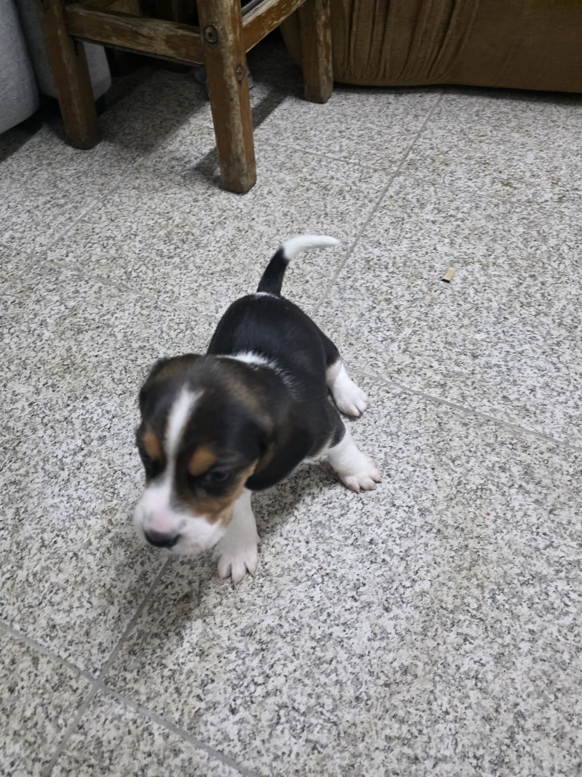 Vendo Beagles