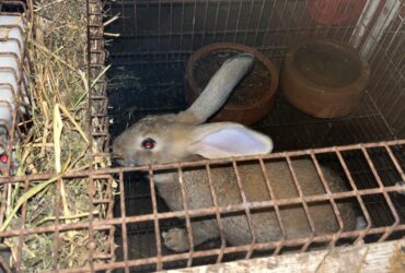 Coelhos caseiros